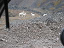 Jeds Alaska Trip